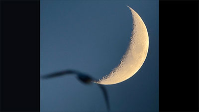 Moon and seagull, Ivana Peranic